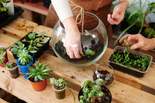 Atelier Terrarium avec Boby la Plante